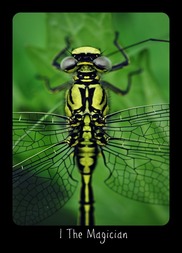 Tarotsæt Frideborg Tarot